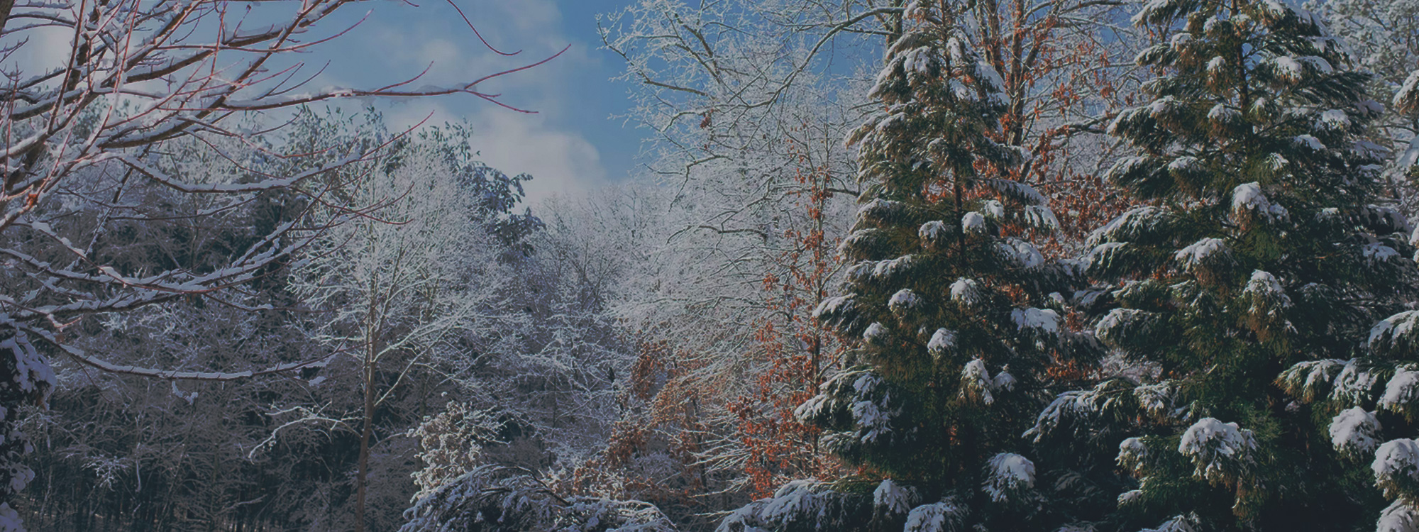 Merry Christmas!
*
Click here for Christmas services: